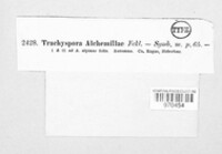 Trachyspora alchemillae image